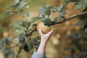 apple picking De Olmenhorst