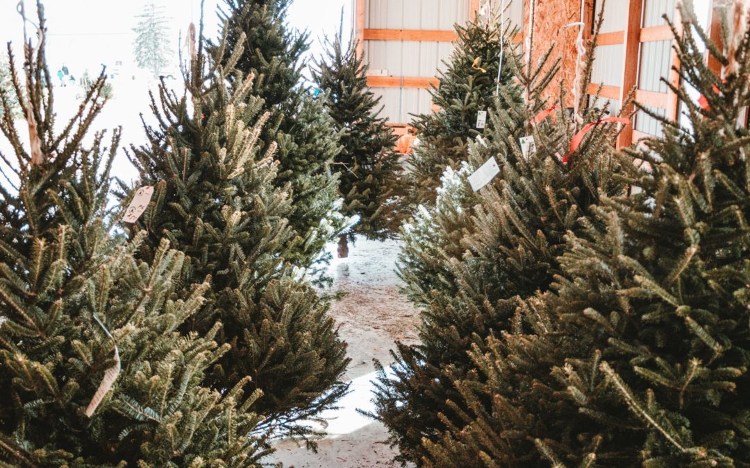 How to get rid of your Christmas tree?