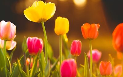 National Tulip Day Amsterdam | Start of Tulip Season